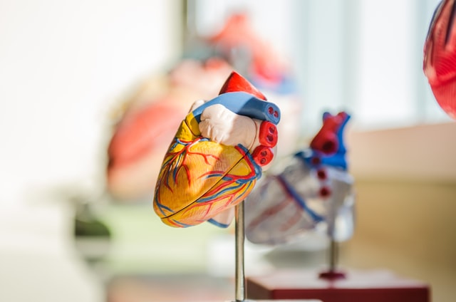 plastic heart model